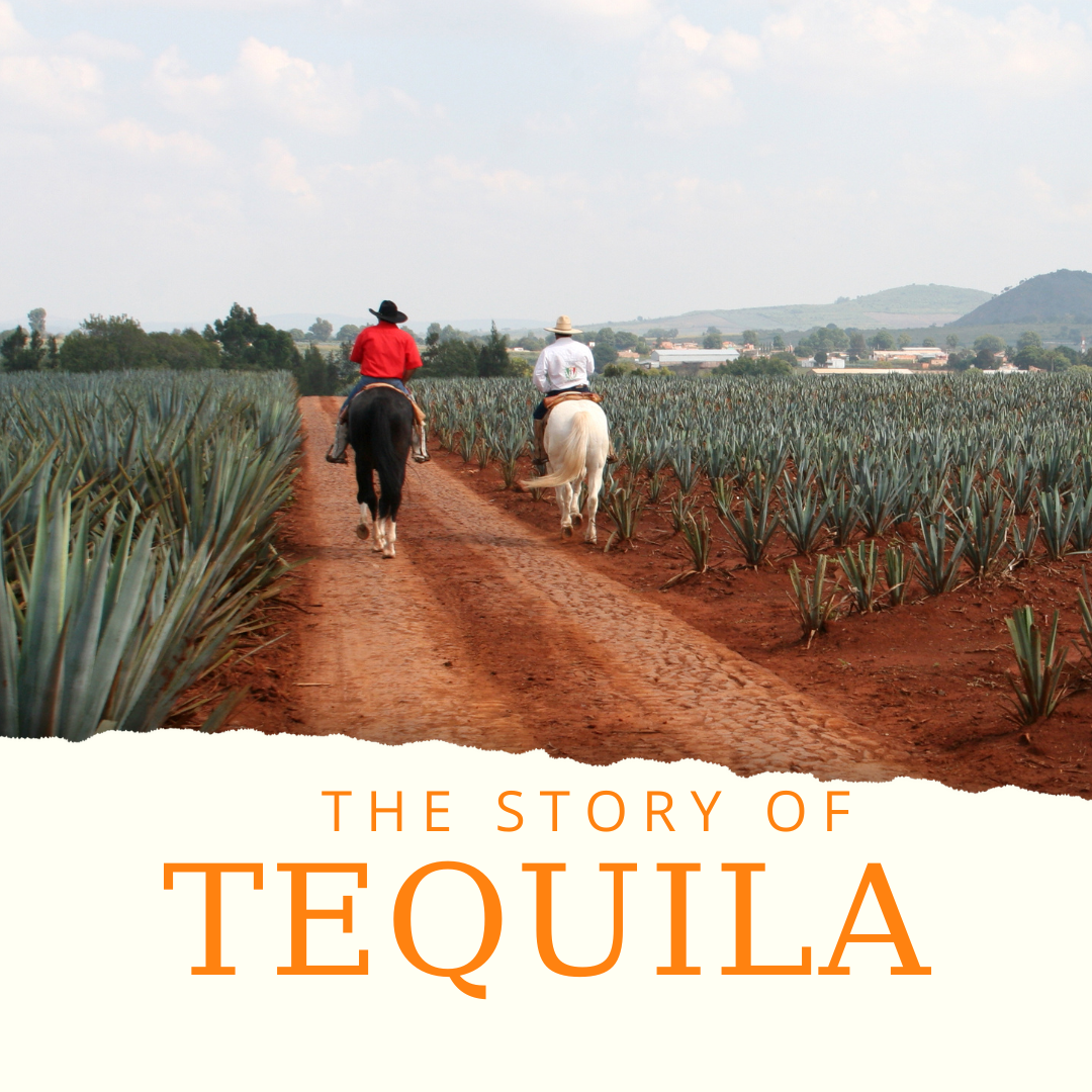 Behind the Bottle: How Tequila Is Made from Agave to Glass