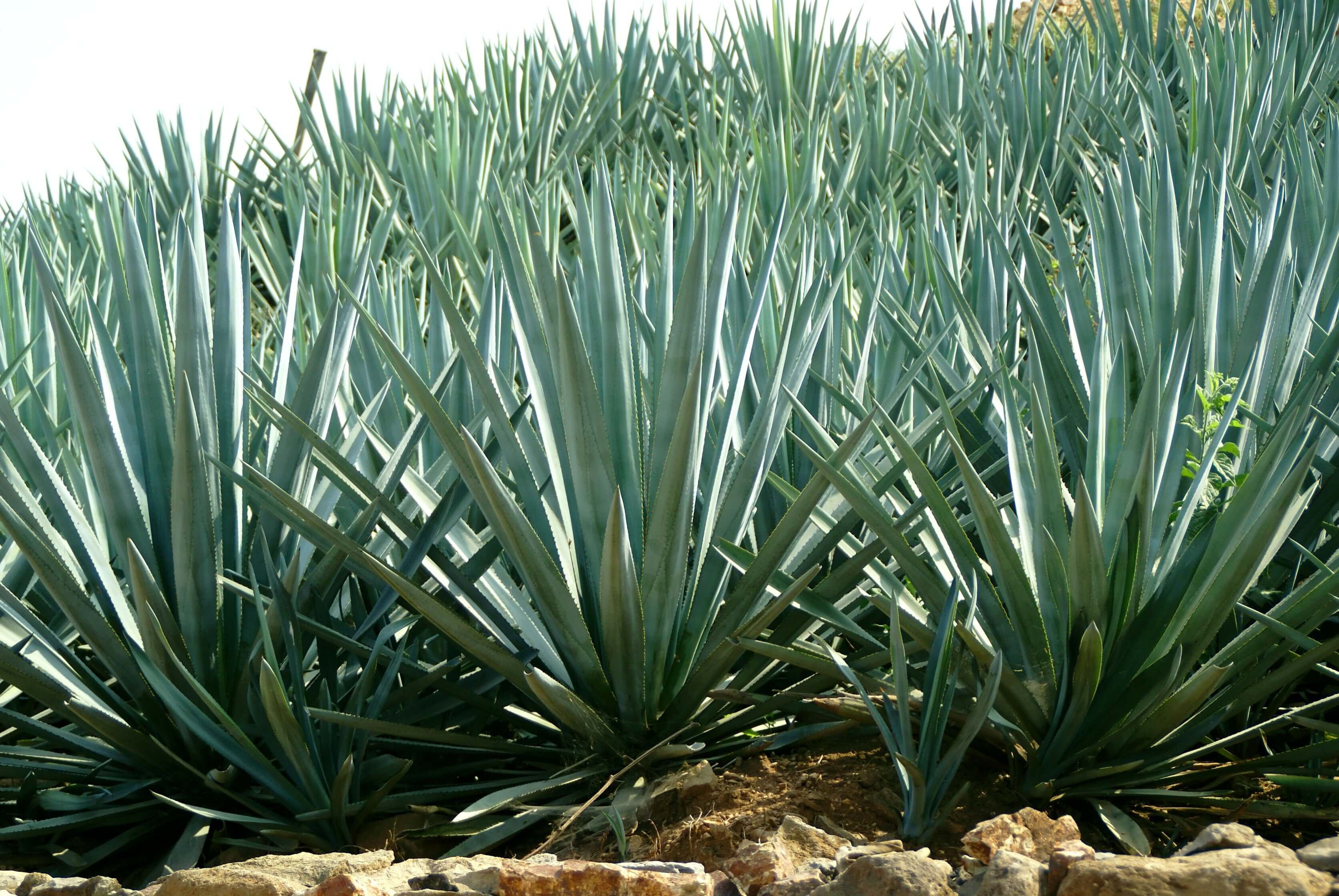 An Alcohol Profile: Tequila