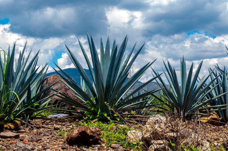 Casamigos Tequila: Perfect Choice for Your Next Fiesta